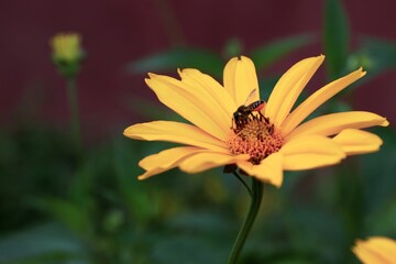Garden sunflower, yellow daisy, close-up, with a bee on the flower 