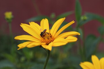 Garden sunflower, yellow daisy, close-up, with a bee on the flower 