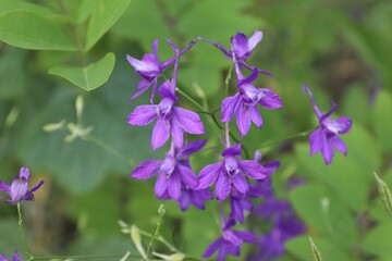 Obraz premium Vibrant Purple Larkspur Flowers Blooming in Summer Garden, Wild Delphinium on Green Foliage Background