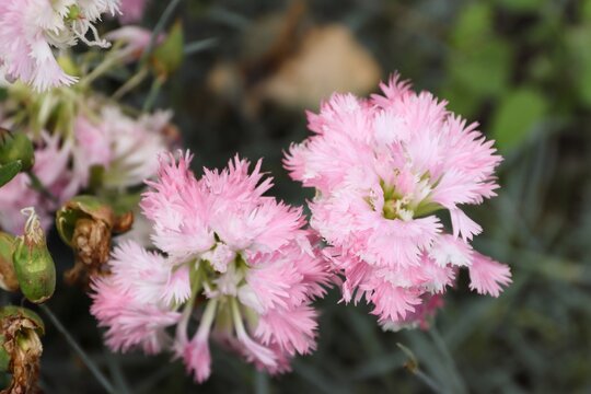 Two Pink Fringed Carnation Flowers Close-up, Delicate Dianthus Plumarius with Serrated Petals in Garden