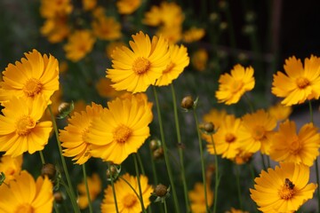 Garden sunflower, yellow daisy, close-up, with a bee on the flower 