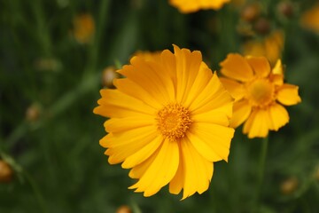 Garden sunflower, yellow daisy, close-up, with a bee on the flower 