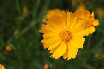 Garden sunflower, yellow daisy, close-up, with a bee on the flower 