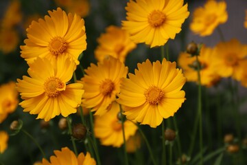 Garden sunflower, yellow daisy, close-up, with a bee on the flower 