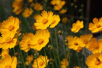 Garden sunflower, yellow daisy, close-up, with a bee on the flower 
