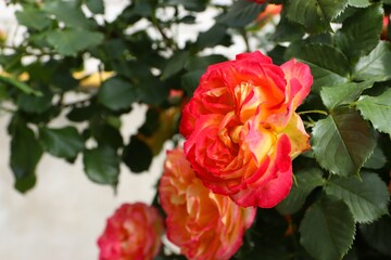 pink and yellow roses, close-up, screensaver for desktop, background for photo, flower, rose, red, 