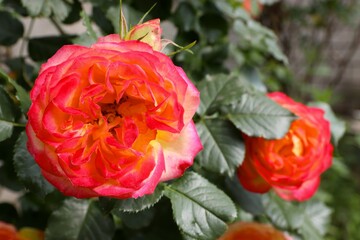pink and yellow roses, close-up, screensaver for desktop, background for photo, flower, rose, red, 