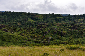 Obraz premium Lush green hillsides under a cloudy sky, with scattered trees and brush in Meghalaya. 