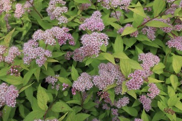 Spiraea splendens, small pink flowers, close-up, fluffy flowers, desktop screensaver,