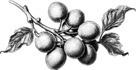 Mirabelle plum cluster dotwork tattoo design in black and white