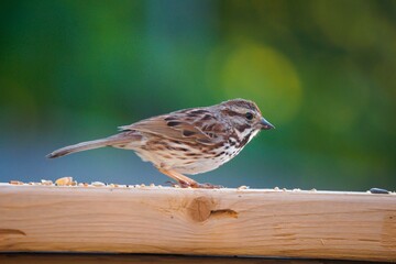 Silhouette of a song sparrow on the wooden railing.