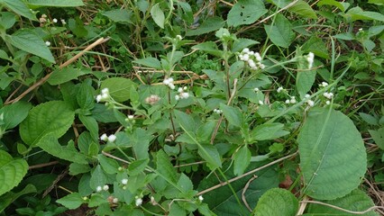 green plant in the garden
