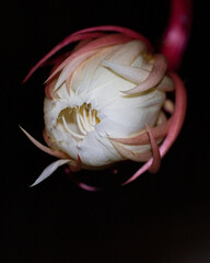 Midnight Flower