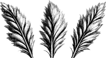 Obraz premium Pampas grass plume with feathery texture dotwork for botanical design