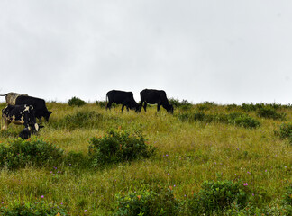 Two domestic cows forage on a grassy hill under a cloudy sky.