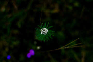 Top-down view of a white cluster flower with green needles. 