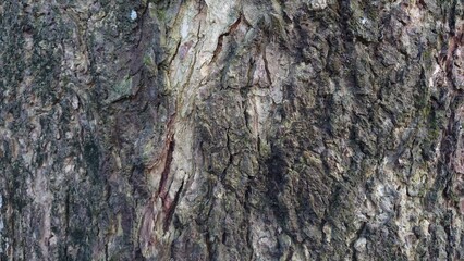 bark of a tree