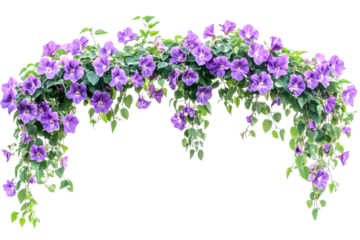 Vibrant purple flowers hanging overhead indoor garden floral arrangement bright setting isolated on transparent background