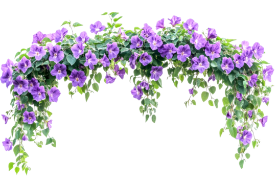 Vibrant purple flowers hanging overhead indoor garden floral arrangement bright setting isolated on transparent background
