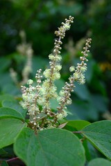 Japanese mallotus (Mallotus japonica) flowers. Euphorbiaceae deciduous tree. This tree is dioecious, with only male flowers on the male plant and only female flowers on the female plant.