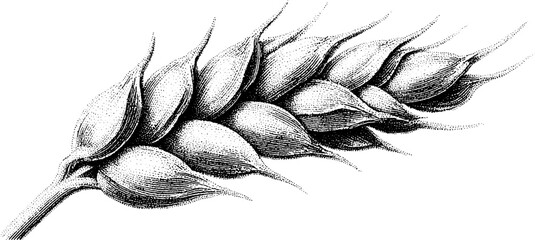 Intricate dotwork style wheat ear illustration for tattoo design