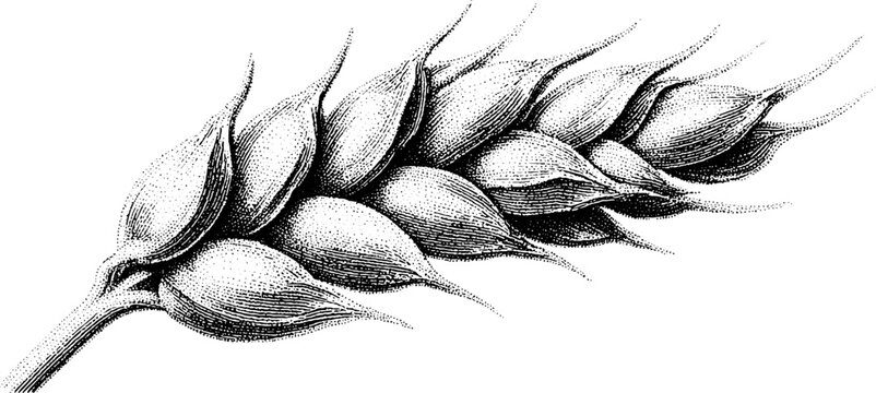Intricate dotwork style wheat ear illustration for tattoo design