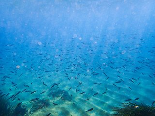 Ocean blue underwater with sunrays, Underwater Sea Deep Water Abstract Sunshine, sea wave , clean waters in summer time, Natural underwater seascape, sand on ocean floor and water surface with sunligh