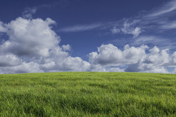Fototapeta premium Lush Green Grassland Under a Dramatic Sky