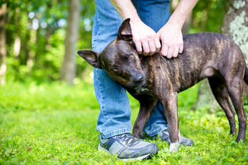 A person petting a brindle Terrier mixed breed dog