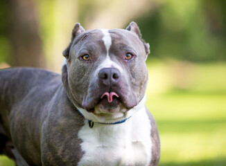 A muscular American Bully dog with cropped ears sticking its tongue out
