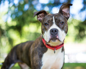 A brindle and white Pit Bull Terrier mixed breed dog with large ears