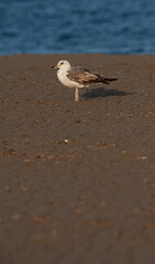 A seagull is standing on the beach. The bird is looking to the left. The beach is sandy and the water is calm