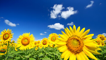 Fototapeta premium Vibrant sunflowers blooming under a sunny blue sky