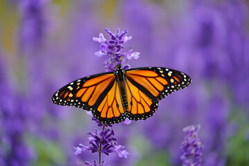 Naklejka premium Monarch butterfly on lavender flowers in a purple garden