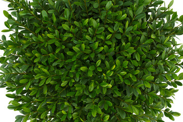 Obraz premium Lush green boxwood top view perfect for landscaping design