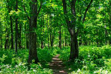 Obraz premium 森の道
