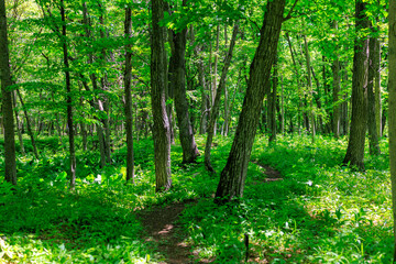 Obraz premium 森の道