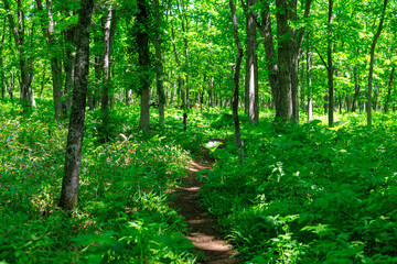 Obraz premium 森の道