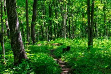 Obraz premium 森の道