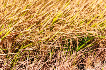 Ears of rice ready to harvest