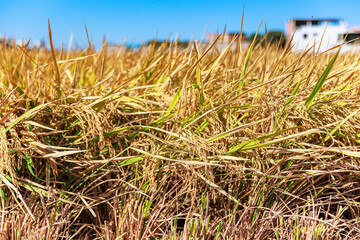 Ears of rice ready to harvest