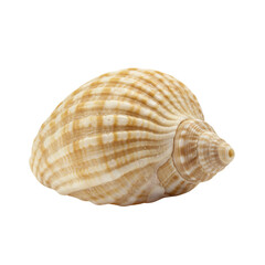 Detailed seashell with striped pattern on white background  