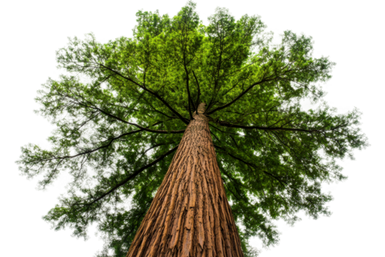 Towering redwood tree viewed from below in lush nature setting capturing majestic serenity isolated on transparent background