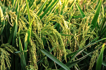 Ears of rice still green in the cultivation field