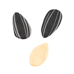 ひまわりの種　水彩風手描きイラスト