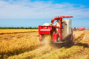 Rice harvester machine in the field