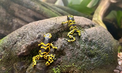 Yellow Poison Dart frog on rock.