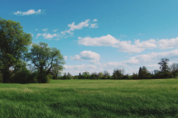 Verdant Meadow Under a Bright Blue Sky with Fluffy White Clouds and Trees