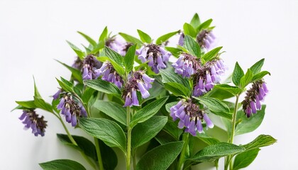 symphytum officinale herbal plant close up on white background natural botanical healing concept for alternative medicine and health care