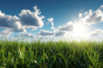 Obraz premium Vibrant green grass blades under a bright sunny sky with fluffy white clouds